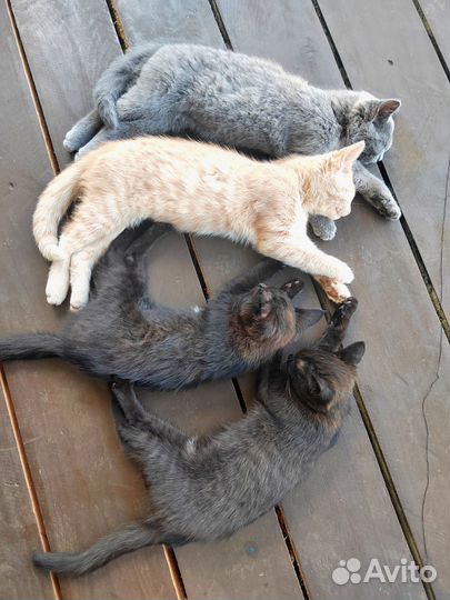 Котята в добрые руки