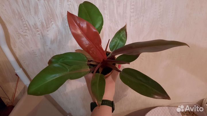 Филодендрон принц оранж