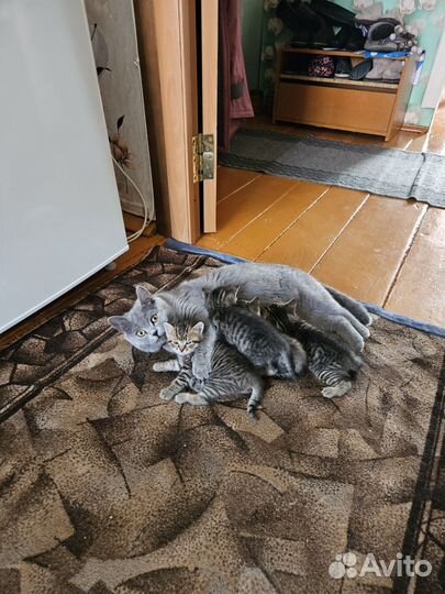 Кошка в дар бесплатно