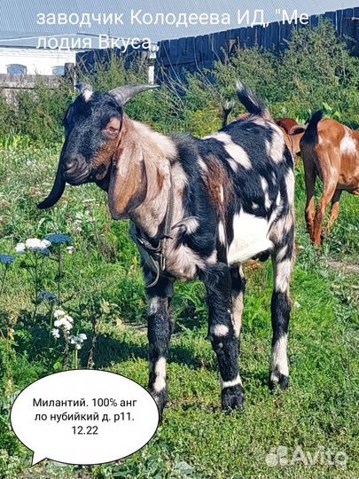 Англо-нубийские котные козы