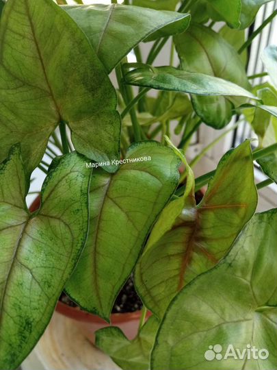 Сингониум mango allusion