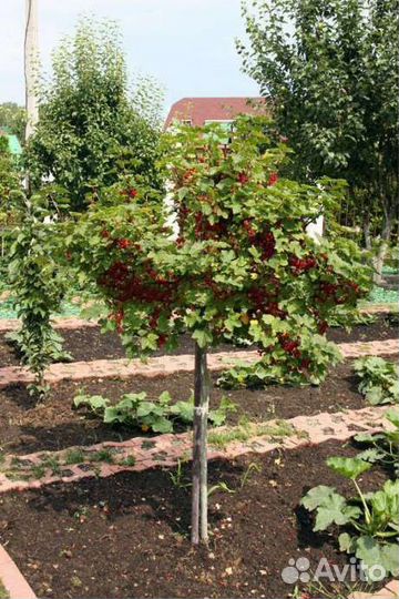 Смородина и крыжовник на штамбе