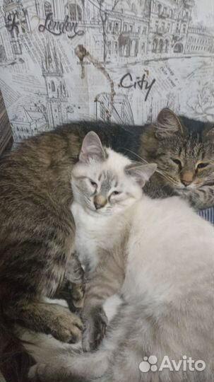 Кот в добрые руки