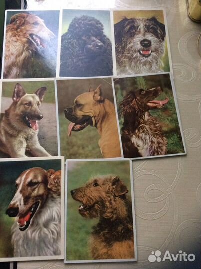 Открытки Обезьяны, собаки, дети