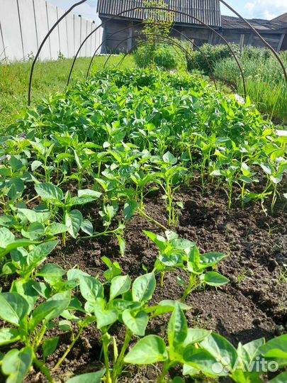 Рассада сладкого перец