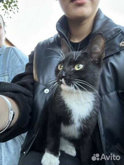 Котенок мальчик бесплатно