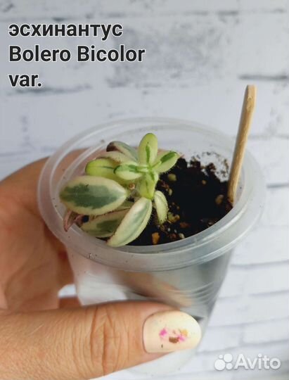 Колумнеи, Эсхинантусы укорененные