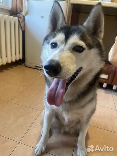 Сибирский хаски