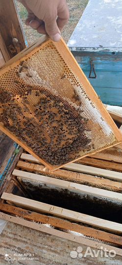 Пчелопакеты карника