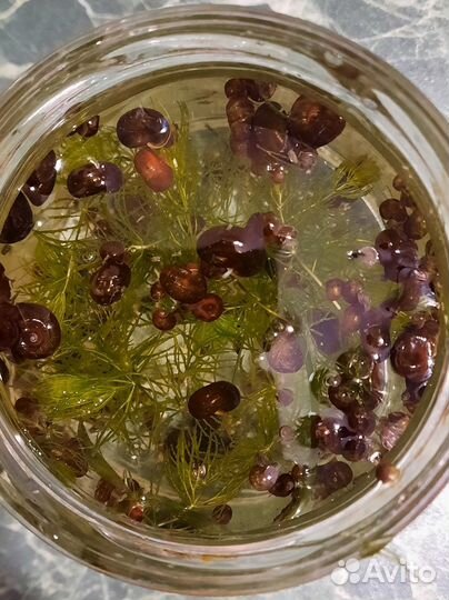 Улитки аквариумные Катушки