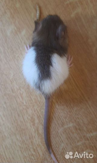 Декоративная крыса