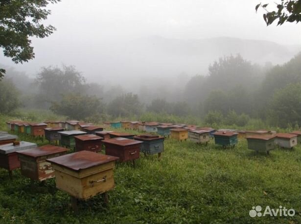 Мед 2024 года натуральный опт