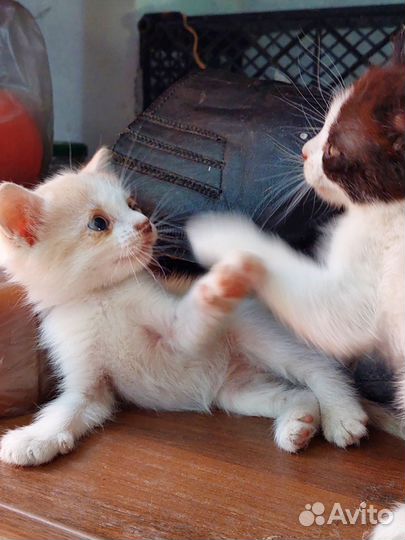 Ласковая кошечка