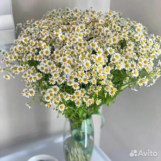 Гвоздика турецкая и ромашка мелкая
