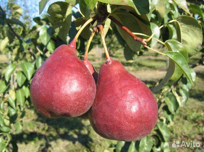 Саженцы Груша Старкримсон