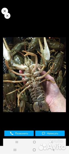 Продам живые раки