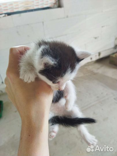 Кошки в добрые руки