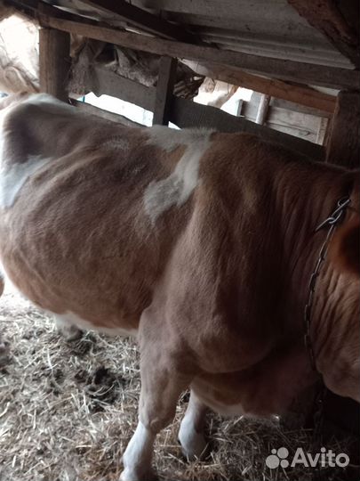 Корова на мясо