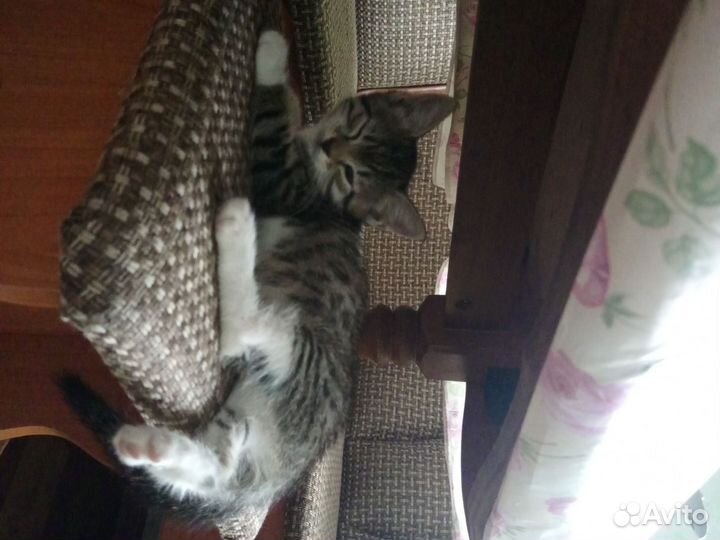 Котята в дар бесплатно