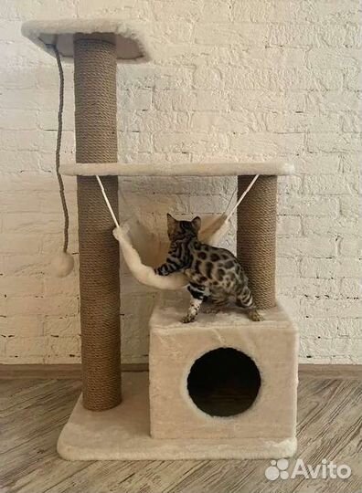 Когтеточка с домом