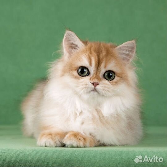 Девочка золотая британская длинношёрстная шиншила