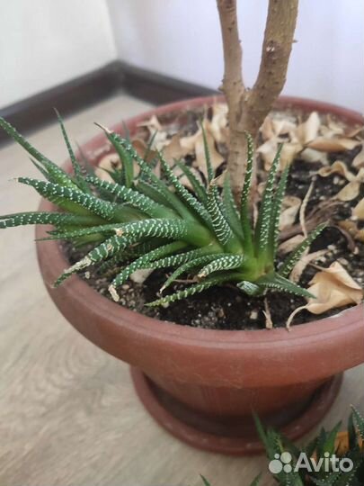 Цветы для дома