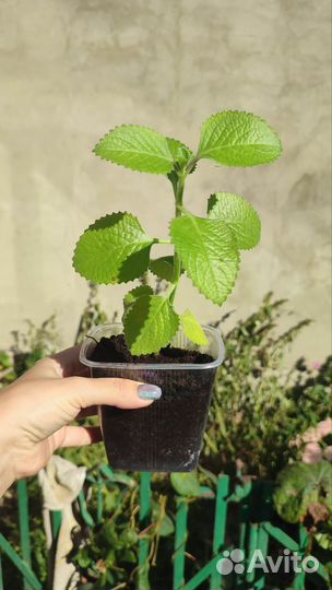 Плектрантус комнатная мята