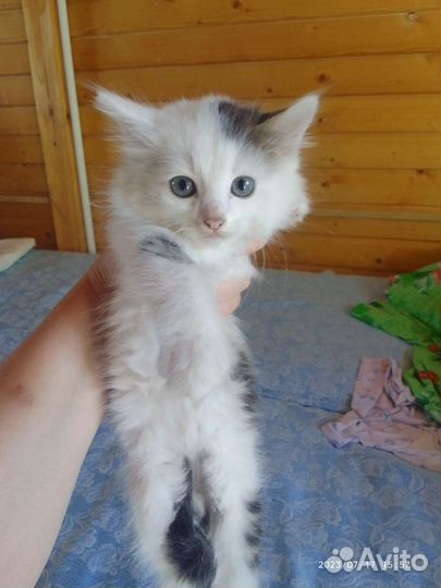 Кошка в дар