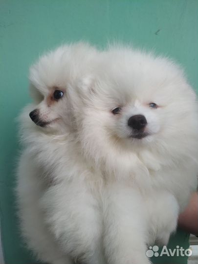 Продаю клубных щенков