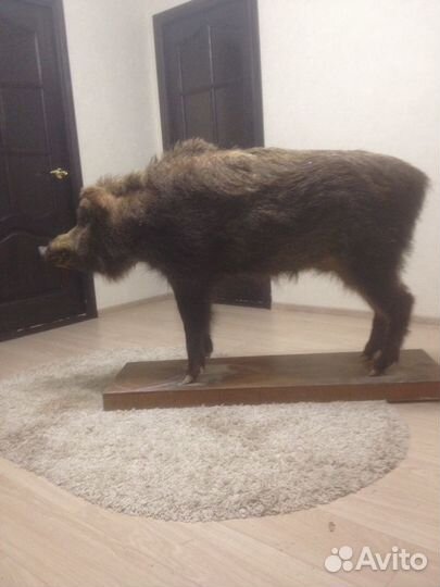 Чучело кабана