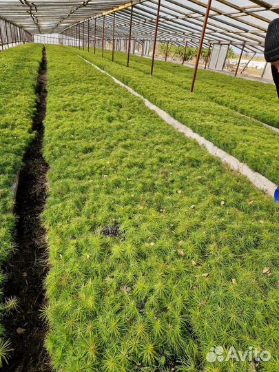 Саженцы ели европейской зкс