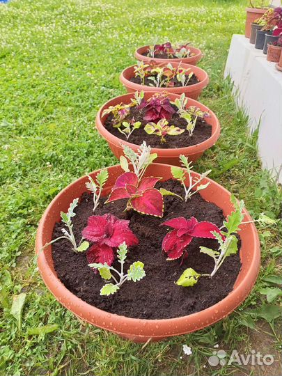 Садовые вазоны с Колеусами