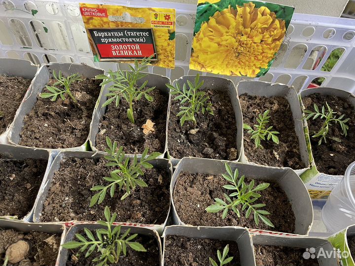 Рассада бархатцев