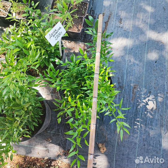 Даная ветвистая