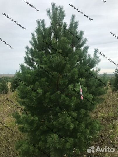 Сосна крупномер качество премиум