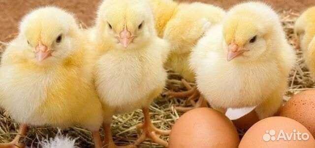 Бройлер, Индюшата