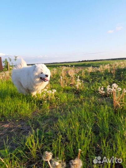 Самоед вязка
