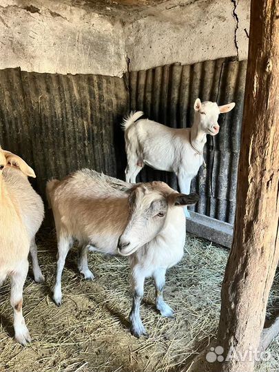 Козы дойные,козочки молодые и козел