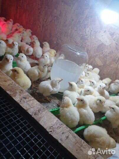 Цыплята бройлера