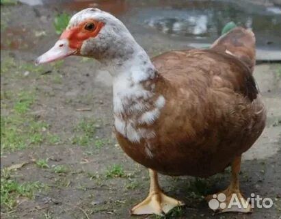 Семья индоуток