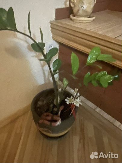 Цветы разные
