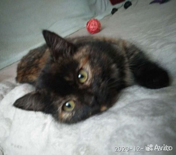 Котята трёхцветка от шотландки мамы