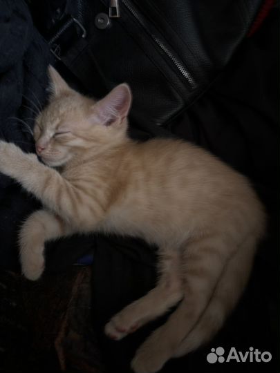 Котёнок мальчик