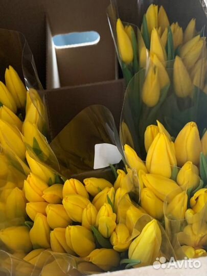 Тюльпаны к 8 марта