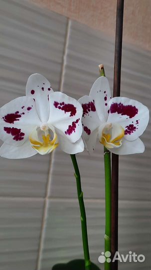 Орхидея фаленопсис