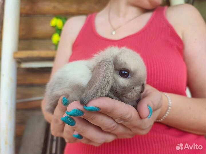 Декоративные домашние кролики