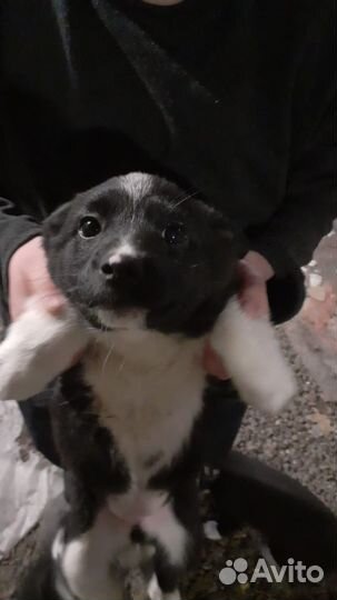 Щенки