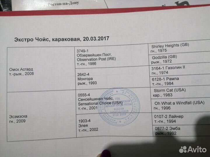 Английский чистокровный жеребец для случки