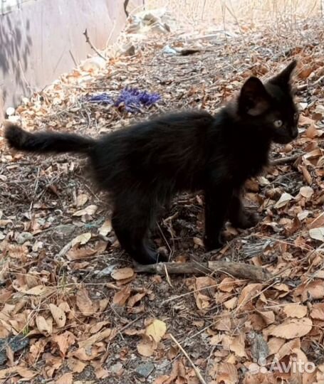 Семь малышей выбросили с машины