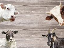 Продажа крупного рогатого скота, баранов и коз
